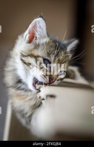 portrait of a one month old striped kitten biting the edge of the cardboard box, shallow depth focus Stock Photo