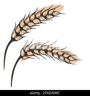 Spikelets vector. Cereal spikelet sketch. Hand drawing ear. Autumn harvest. Bakery symbol Stock Vector