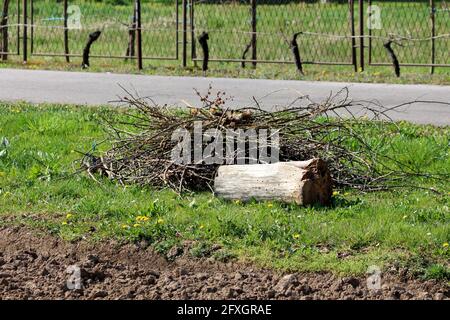 Cut down tree stump and bunch of tree branches without leaves left on small pile in local home garden surrounded with uncut grass next to paved road Stock Photo