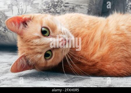 ginger cat lying on couch and looking back Stock Photo