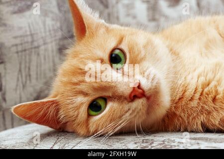 ginger cat lying  on couch and looking at camera Stock Photo
