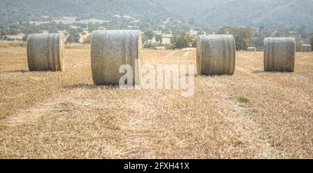 Four hay stacks in a field, selective focus Stock Photo