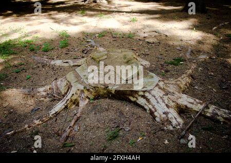 Tree stump deep in woods  enlighten by sun light and shadows, top view, isolated, Stock Photo