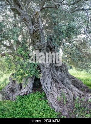 Ancient olive tree with hollow trunk and deformed bark Stock Photo