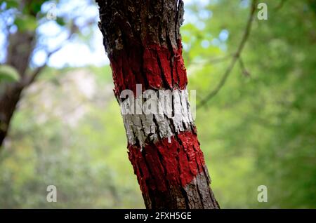 Red and white mountain hiking trail sign on tree bark for the forest path, shallow dept of field effect, vertical image Stock Photo