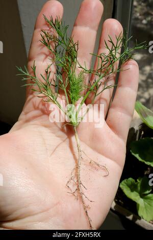 Hand hold fresh green dill with root, outdoor in garden on sunny day Stock Photo