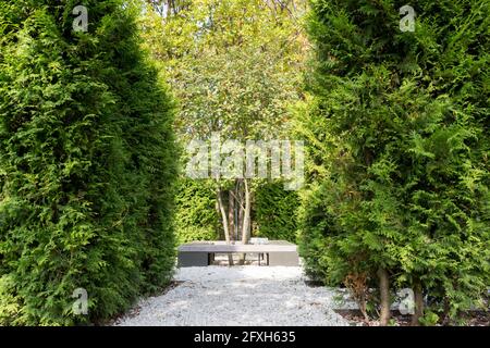 A hawthorn tree and a bench in the center of a landscaped park, surrounded by a thuja hedge. Autumn view. Stock Photo