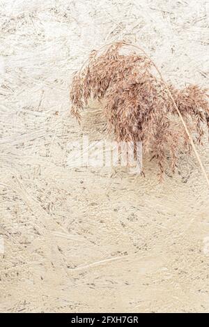 Dry flower branch on a light brown background. Trend, minimal