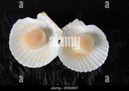 Two raw scallops in a shell on a dark wooden background. Selective focus. Stock Photo