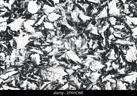 Distressed overlay wooden leaf macro texture with streaks. grunge black and white background. abstract halftone vector illustration Stock Vector