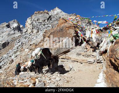 Caravan of yaks and woman in Renjo La Pass near Mount Everest, three passes trek, Khumbu valley, Nepal Himalayas mountains Stock Photo