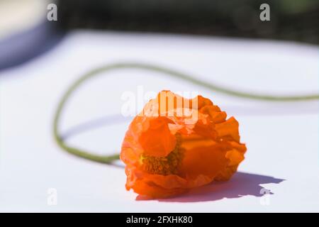 Close-up of an Orange Poppy / Papaver rupifragum 'Orange Feathers Stock Photo