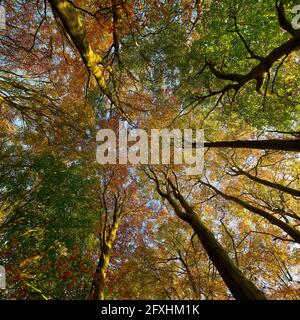 Woodland scenes in autumn near Wylam in Northumberland, England, United Kingdom Stock Photo