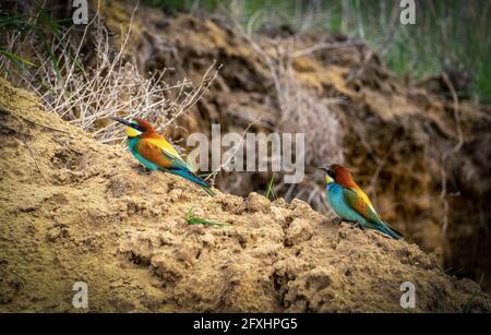 A pair of European bee-eater or Merops apiaster birds sit on the side of a ravine. Stock Photo