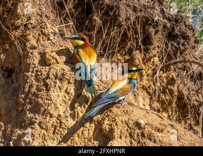 Two bee-eater or Merops apiaster birds sit near their burrows on a cliff. Stock Photo