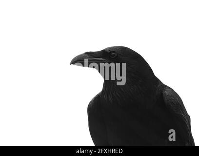 close up of raven in monochrome Stock Photo