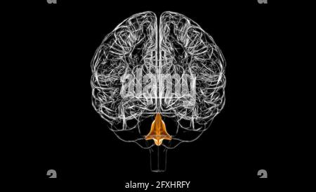 Brain Fourth Ventricles of the Brain Anatomy For Medical Concept 3D Illustration Stock Photo
