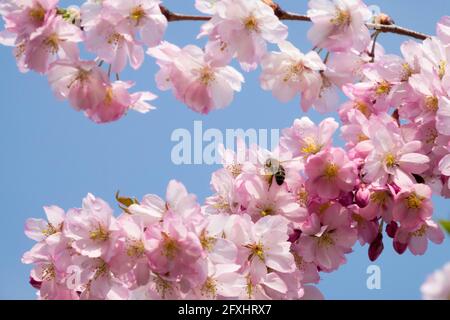 Pink prunus blossom blue sky bee on cherry blossom branch Stock Photo