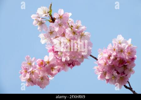 Pink cherry blossoms in full bloom against blue sky Stock Photo