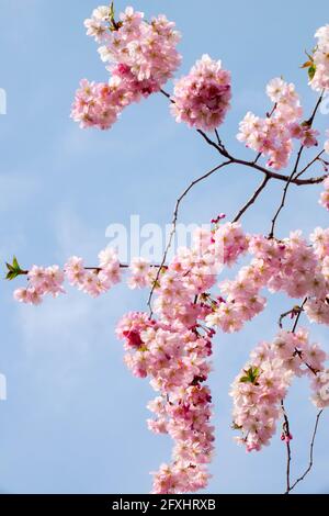 Japanese cherry tree blooming pink flowers on weeping branches against blue sky Stock Photo