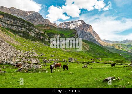 Cows grazing on a green meadow in highlands Stock Photo