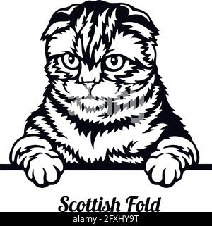 Scottish Fold Cat - Cat breed. Cat breed head isolated on a white background - vector stock Stock Vector