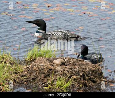 Common Loon couple close-up profile view swimming around the nest and eggs guardian and protecting their brood eggs in their environment and habitat. Stock Photo