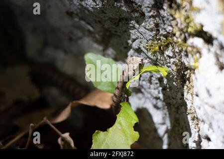 Wild young snake (Vipera berus), common European adder. Wildlife in jurassic mountains. La Neuveville, Switzerland. Stock Photo