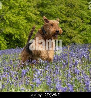 airedale terrier Stock Photo