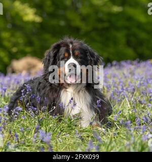 bernese mountain dog Stock Photo