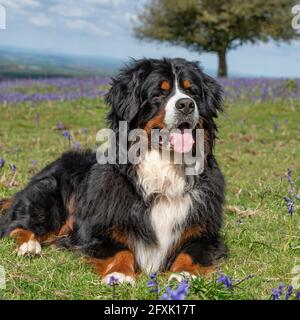 bernese mountain dog Stock Photo