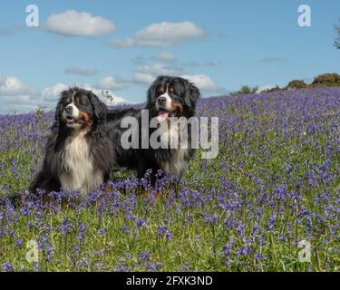 two bernese mountain dogs Stock Photo
