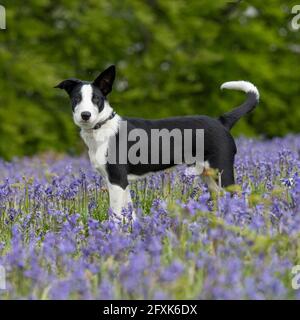 border collie Stock Photo