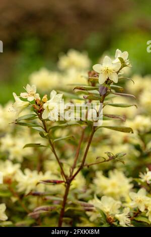 Rhododendron – Princess Anne (Dwarf Rhododendron hybrid) flowering ...