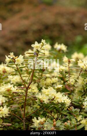 planting thuja Thuja 'Junior Giant'