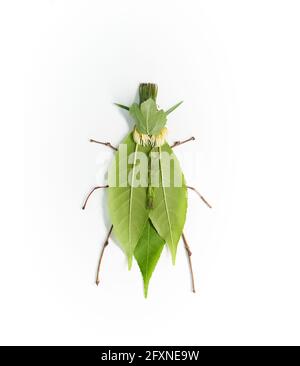 Green bug made from natural materials: different green leaves and wooden thin sticks. Insect isolated on white background. High quality vertical photo Stock Photo