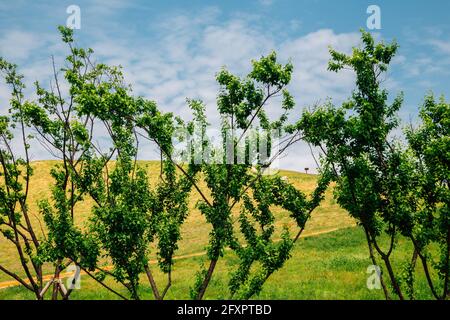 Daeseong-dong Ancient Tombs in Gimhae, Korea Stock Photo