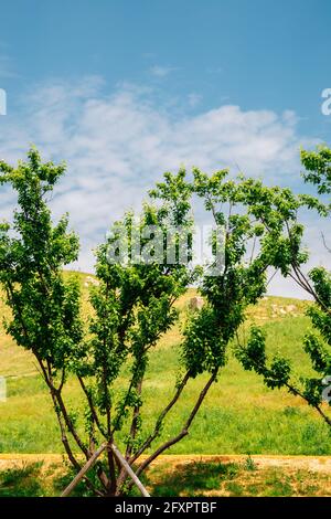 Daeseong-dong Ancient Tombs in Gimhae, Korea Stock Photo