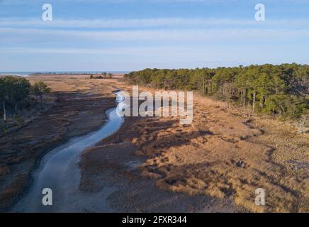 Chesapeake Bay salt marsh and loblolly pine trees, Hampton, Virginia, United States of America, North America Stock Photo