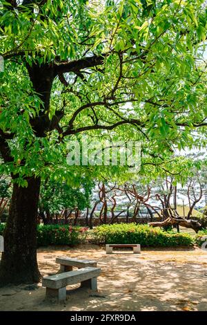 Green forest at Royal Tomb of King Suro in Gimhae, Korea Stock Photo