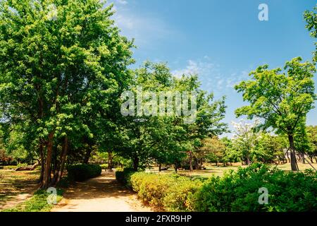 Green forest at Royal Tomb of King Suro in Gimhae, Korea Stock Photo