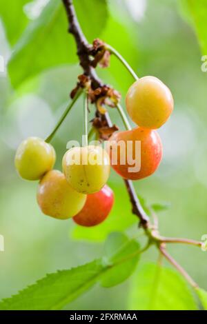 Cherries on branch - USA Stock Photo
