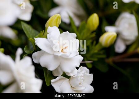 Fragrant white flowers of the gardenia, aka cape jasmine, cape jessamine, danh-danh (Gardenia jasminoides) Stock Photo