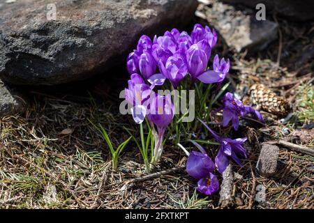 Wild purple crocuses blooming in their natural environment in the forest. Crocus heuffelianus. Stock Photo
