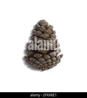 Top up view of pine cones isolated on white background. suitable for your design element. Stock Photo