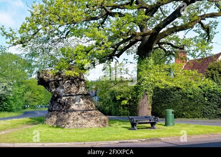 The Great Oak in the Village of Great Yeldham , Essex. Stock Photo