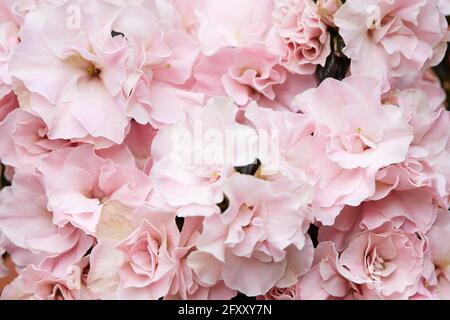 Double, pale pink azalea flowers texture background Stock Photo