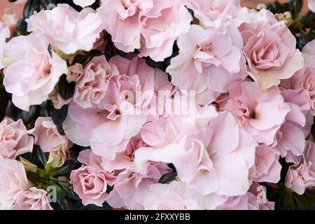Double pink azalea flowers with dark green leaves texture background Stock Photo