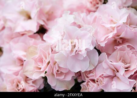 Double pink azalea flowers texture background Stock Photo