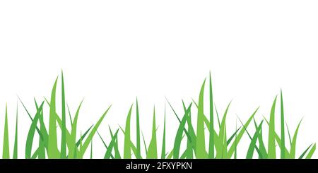 Vector illustration green grass isolated on white background. Spring fresh grass. Grass border Stock Vector
